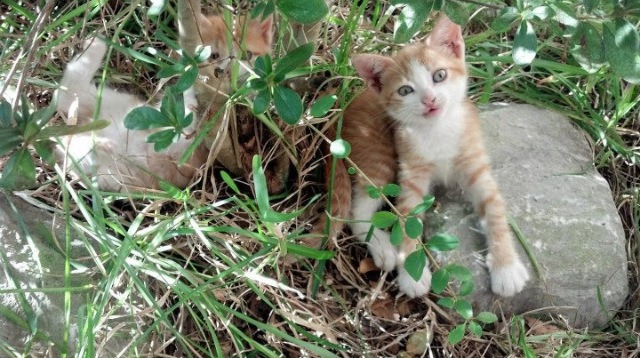 米兰体育APP-体育社会组织透明度与公信力提升路径，体育社会组织发展历程