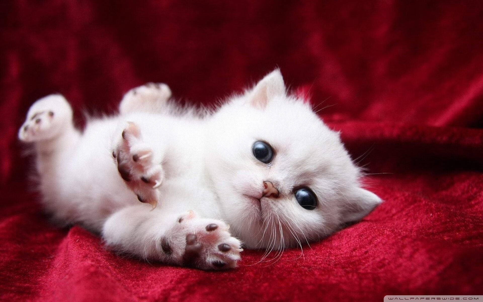 米兰登录入口-瞩目明星对决：梅西与C朗的焦点相遇，梅西配合