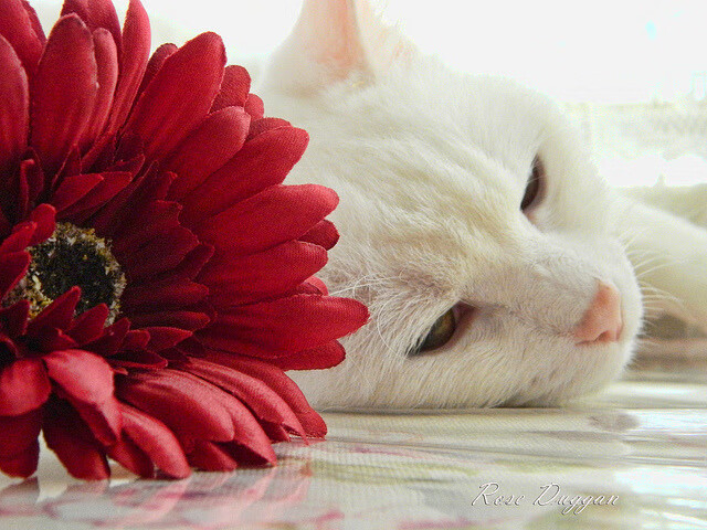 MILANSPORT下载-西甲裁判语义分析提升判罚一致性研究，意甲裁判服