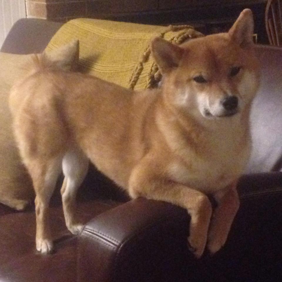 AC米兰-CBA联盟推动联赛与国际接轨步伐，cba联合