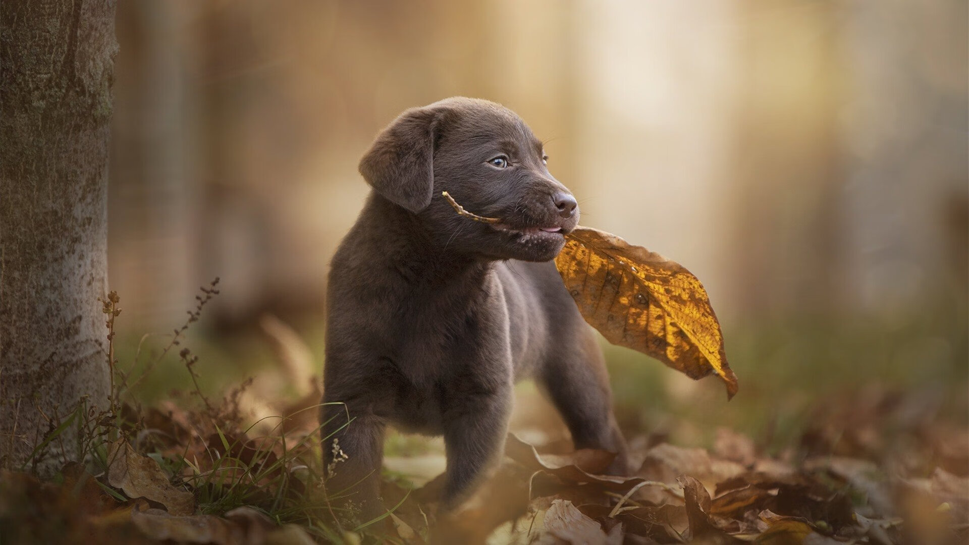 米兰体育-体育新闻中心主办“数字化转型下的体育传播革新”闭门会