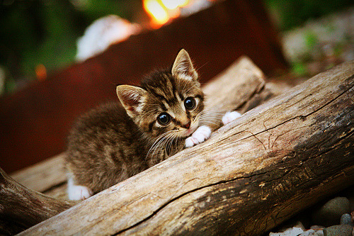 AC米兰-决赛替补出场球员表现同样抢眼，决赛阵容