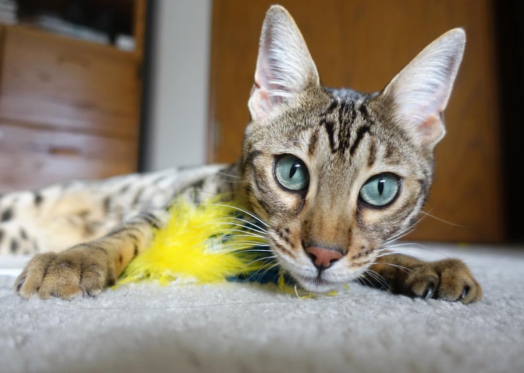 米兰体育APP-国际乒联混合团体世界杯2024赛制最新动向，国际乒联 世界杯