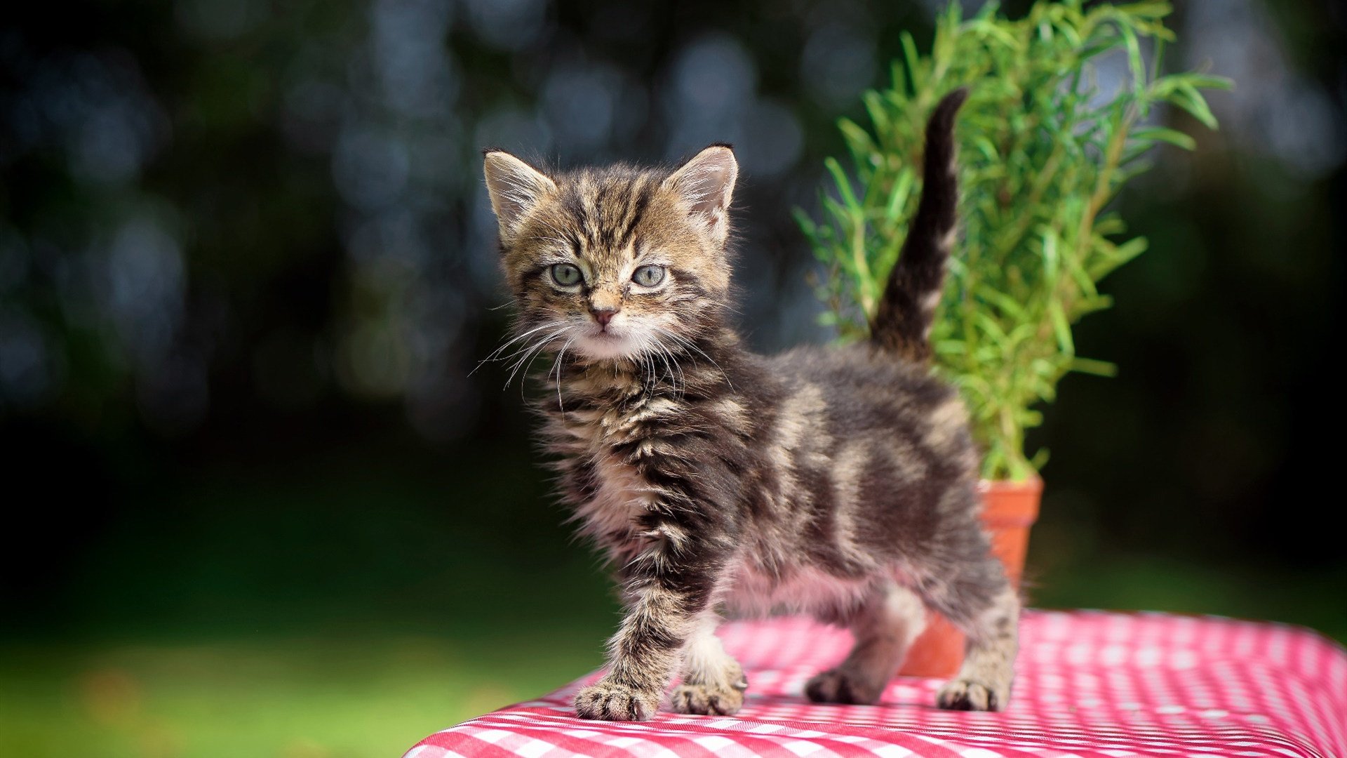 AC米兰-国际热身赛中国足球战平 球迷鼓励球队继续努力，中国足球热身赛结果