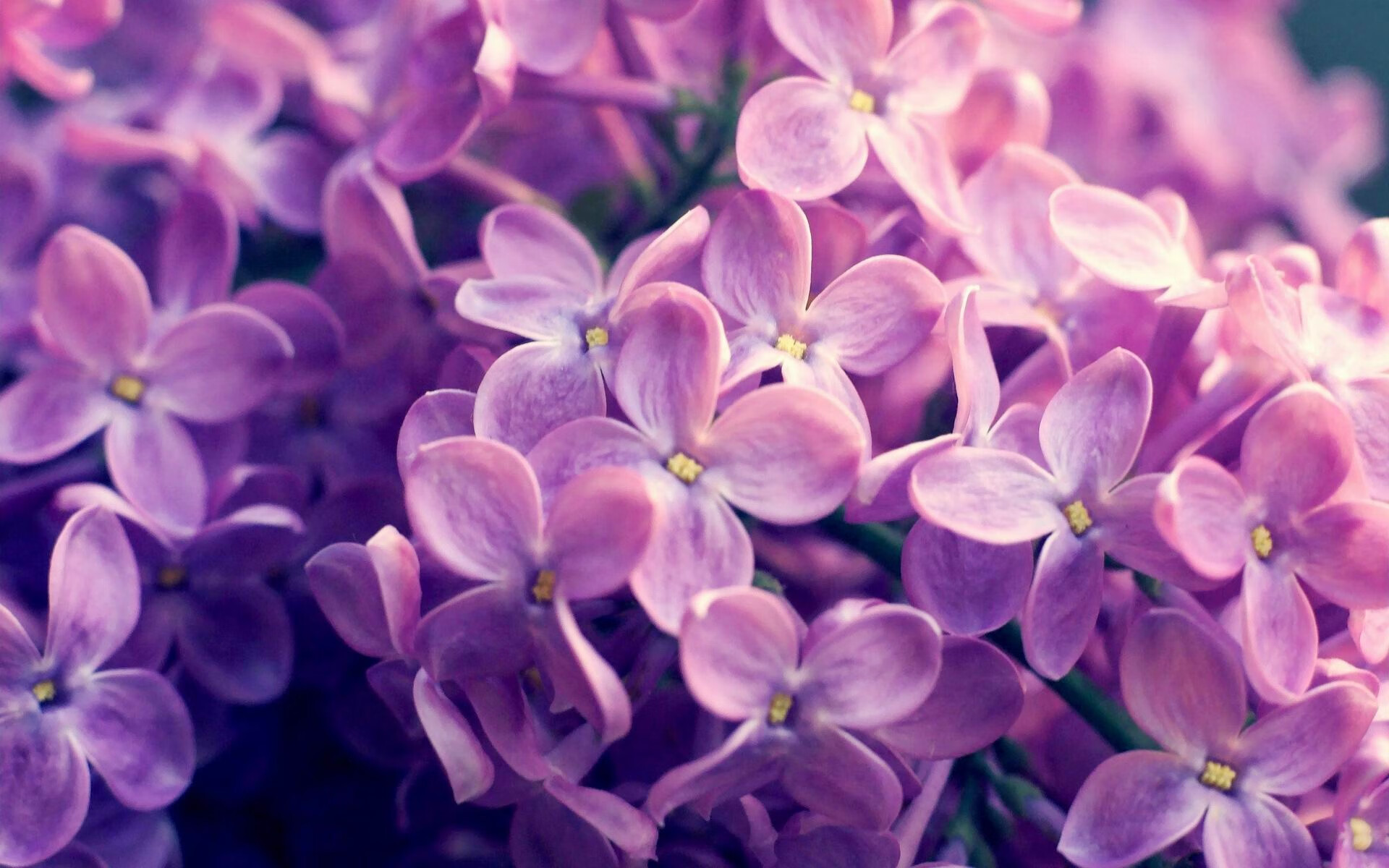 MILANSPORT下载-外教技术体系缺乏本地化转译机制，外教技术体系缺乏本地化转译机制怎么办