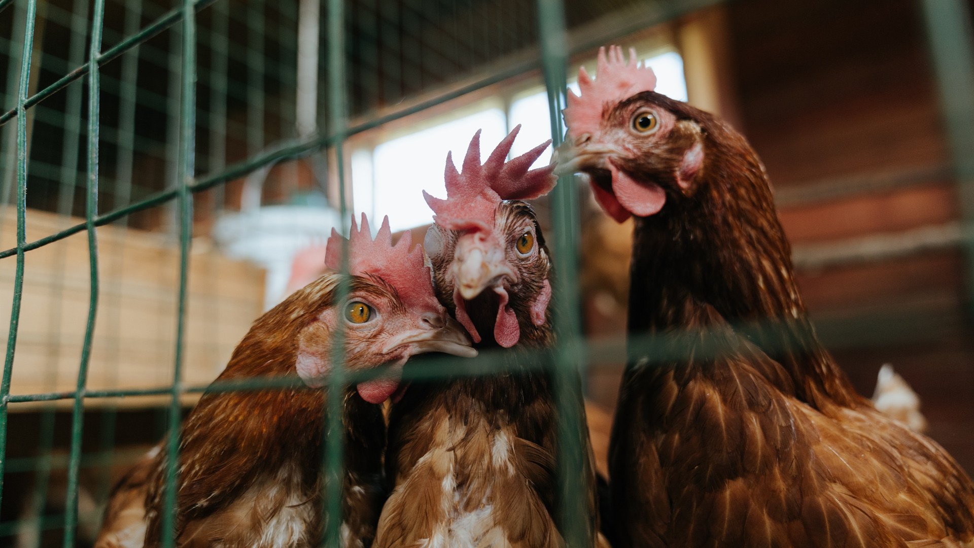 AC米兰-新疆男篮主帅战术布置灵活应对多变局势，新疆男篮队员介绍