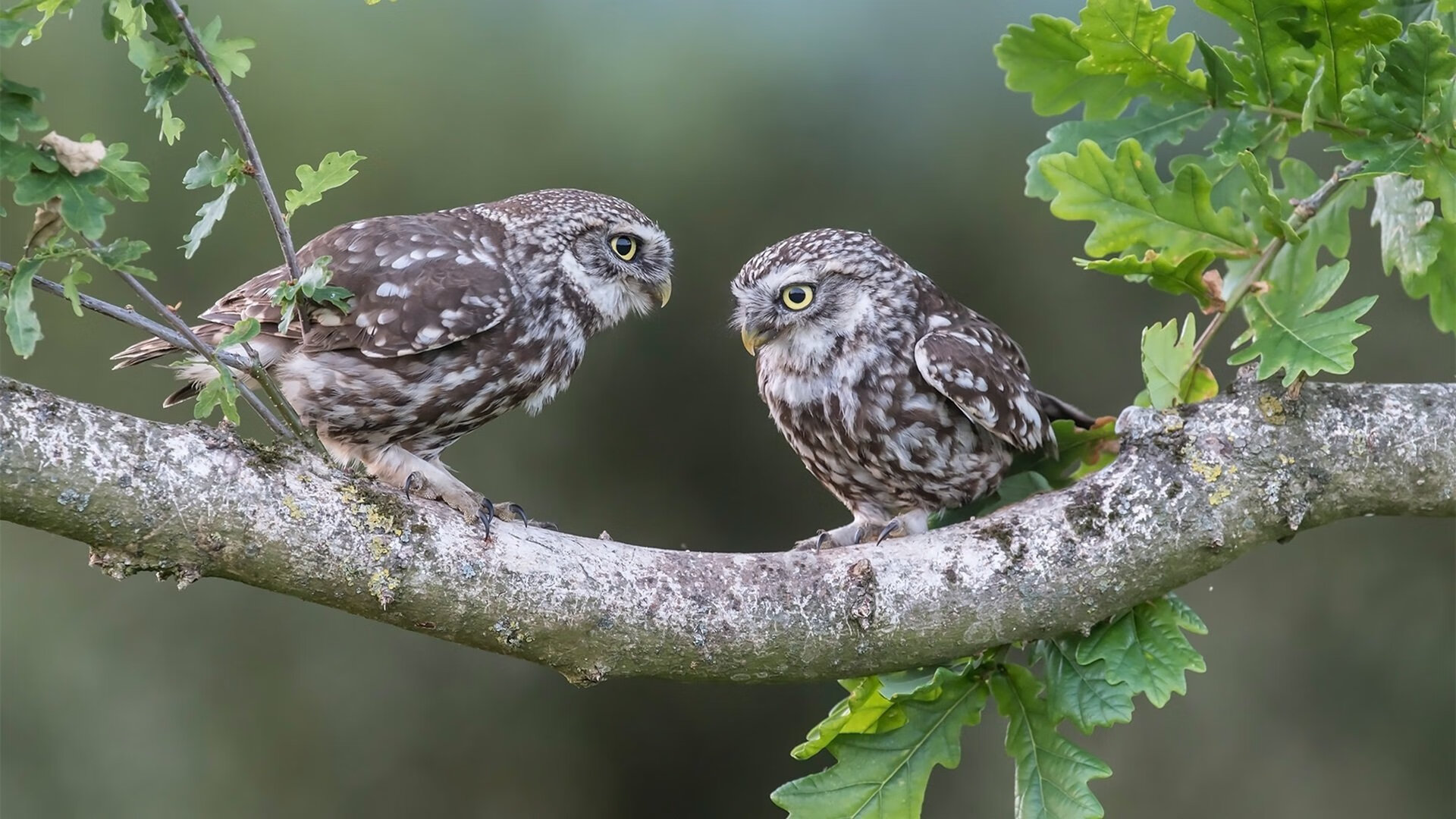 米兰体育官网-比赛临场指挥能力考验主帅调度智慧，比赛临场是什么意思