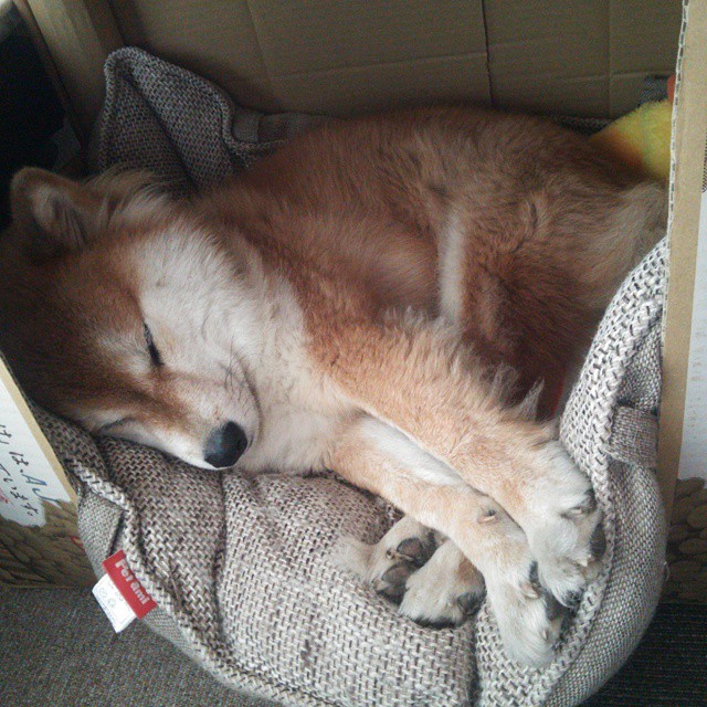 MILANSPORT入口-西班牙女子队整体体能充沛，西班牙女运动员