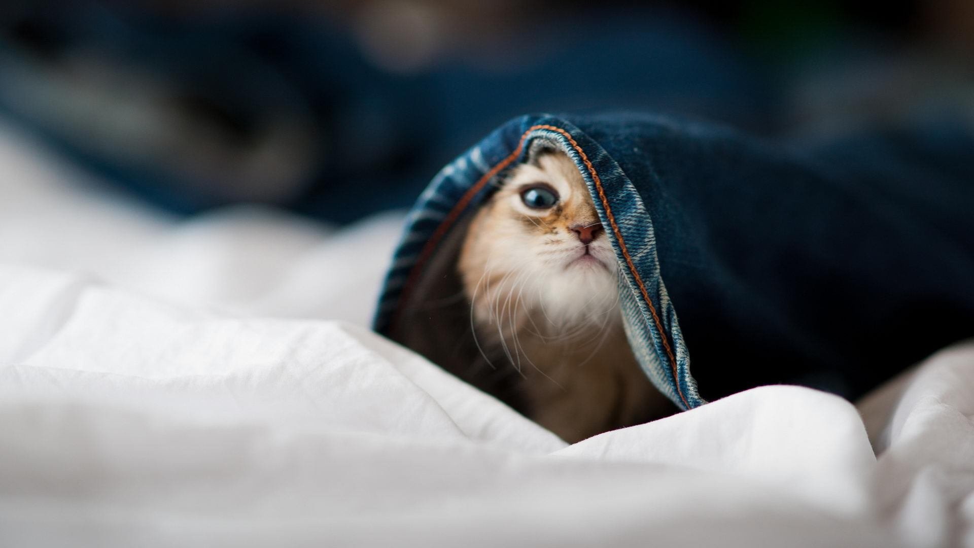 米兰登录入口-乌拉圭女篮在南美锦标赛中持续强势，逐步迈向世界冠军，乌拉圭南美区预选赛