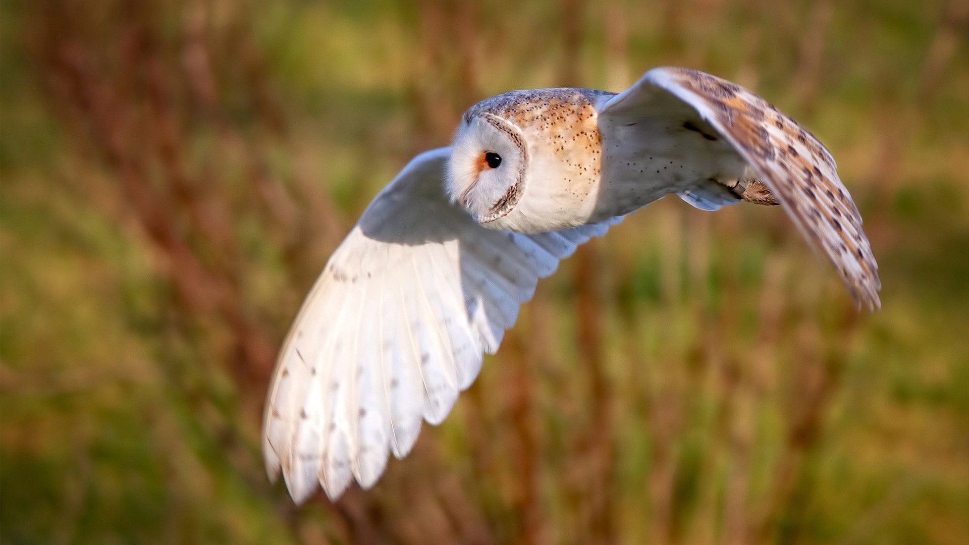 MILANSPORT下载-从预赛到决赛 施瓦茨节奏逐步提升，施瓦茨fao
