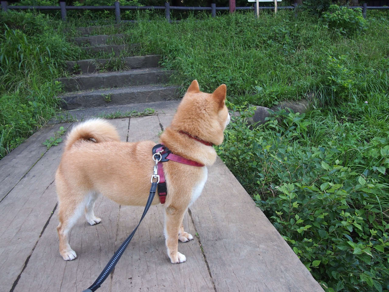 MILANSPORT入口-俱乐部管理层召开发布会公布球队未来发展战略规划，各大俱乐部球员