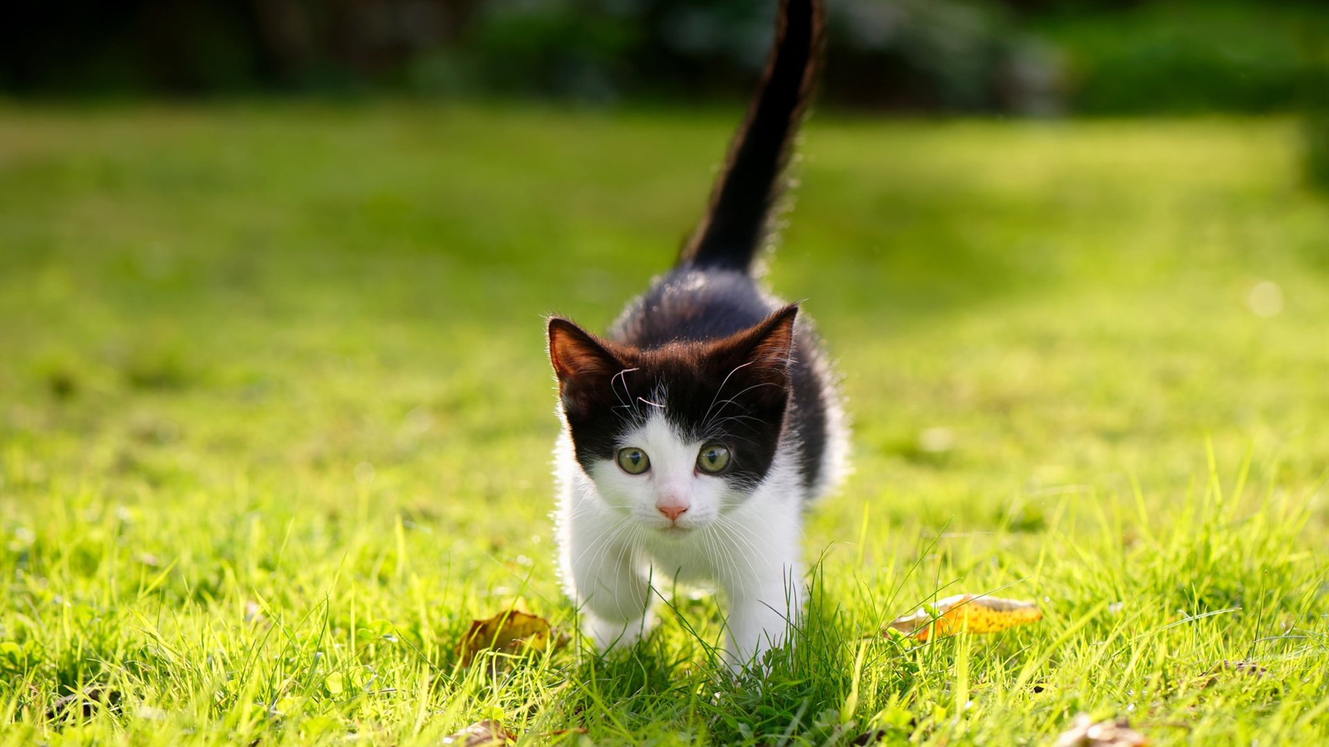 MILANSPORT下载-基：全黑队的“反击利器”，每次防守反击后的进攻总能让对手措手不及