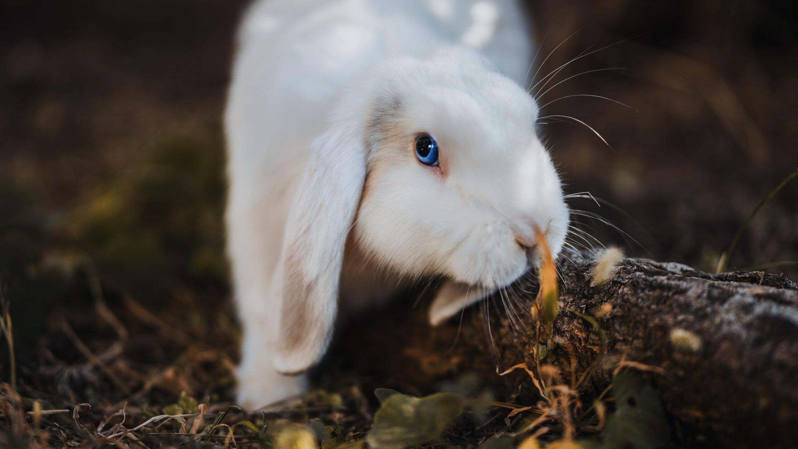 MILANSPORT入口-数字化赛事平台实现多方联动,扩大影响力,数字化比赛