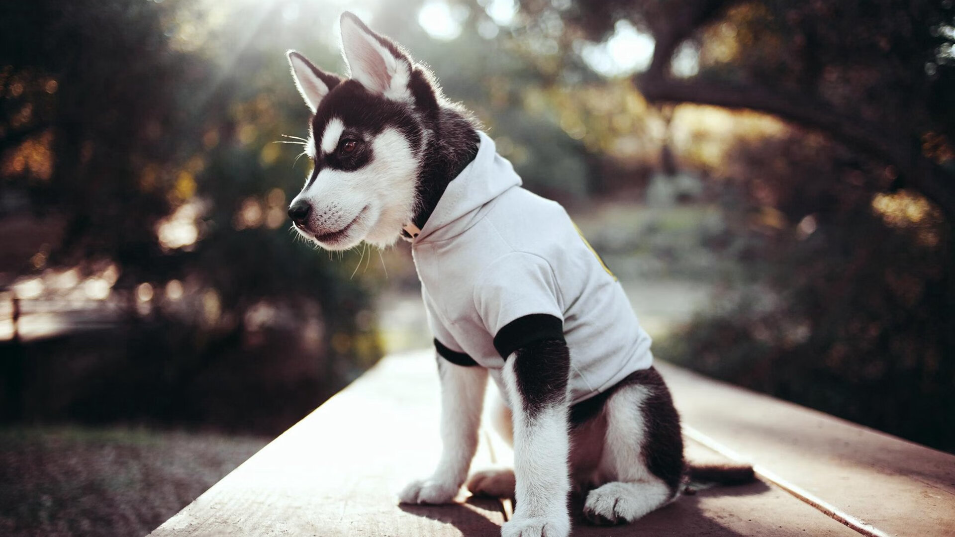 Milan Sports-沃尔什用实力定义蝶泳短距离统治,沃尔最新训练