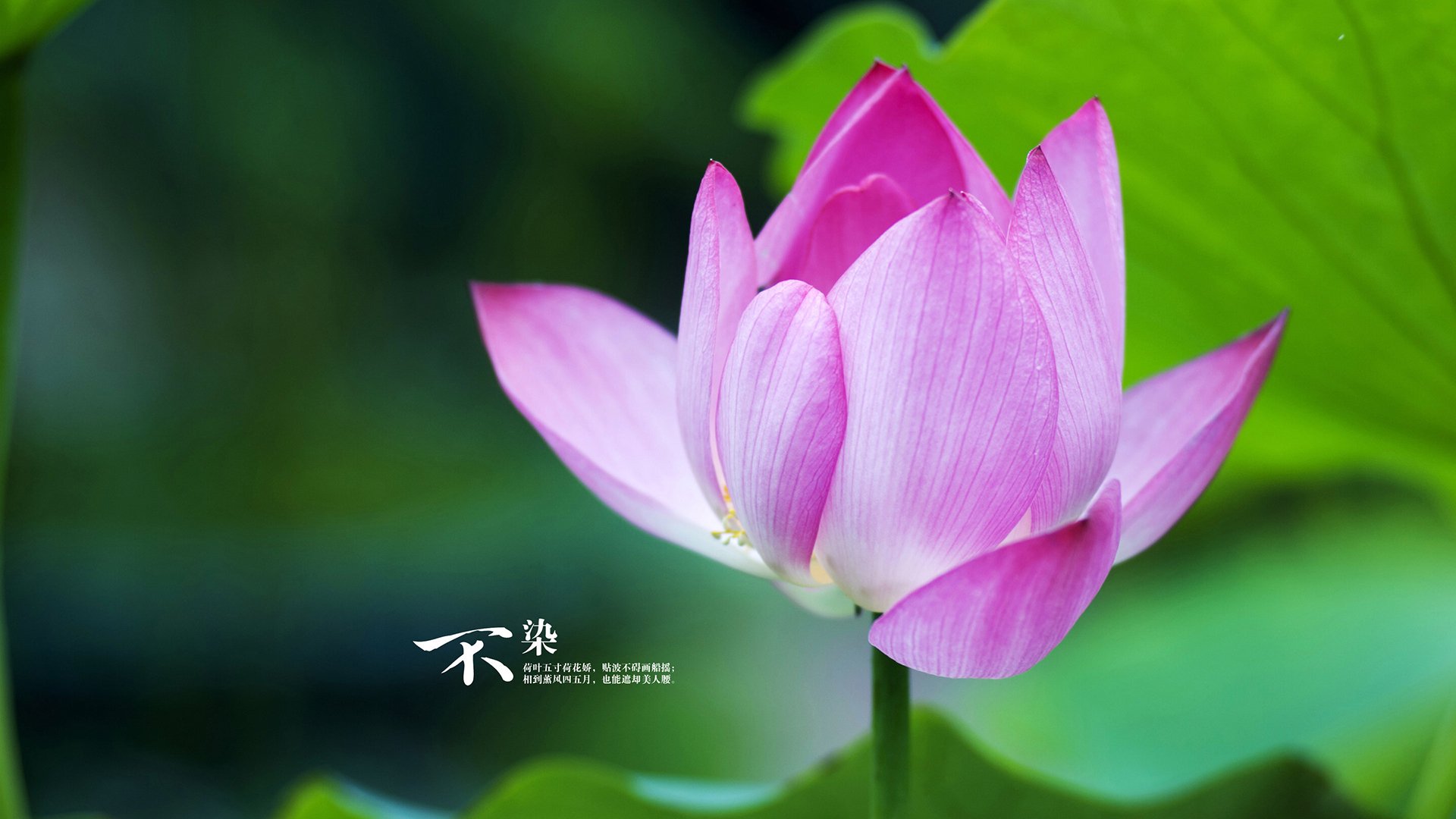 AC米兰-英超惊天反转：从落后到胜利的完美逆袭，英超最大逆转夺冠