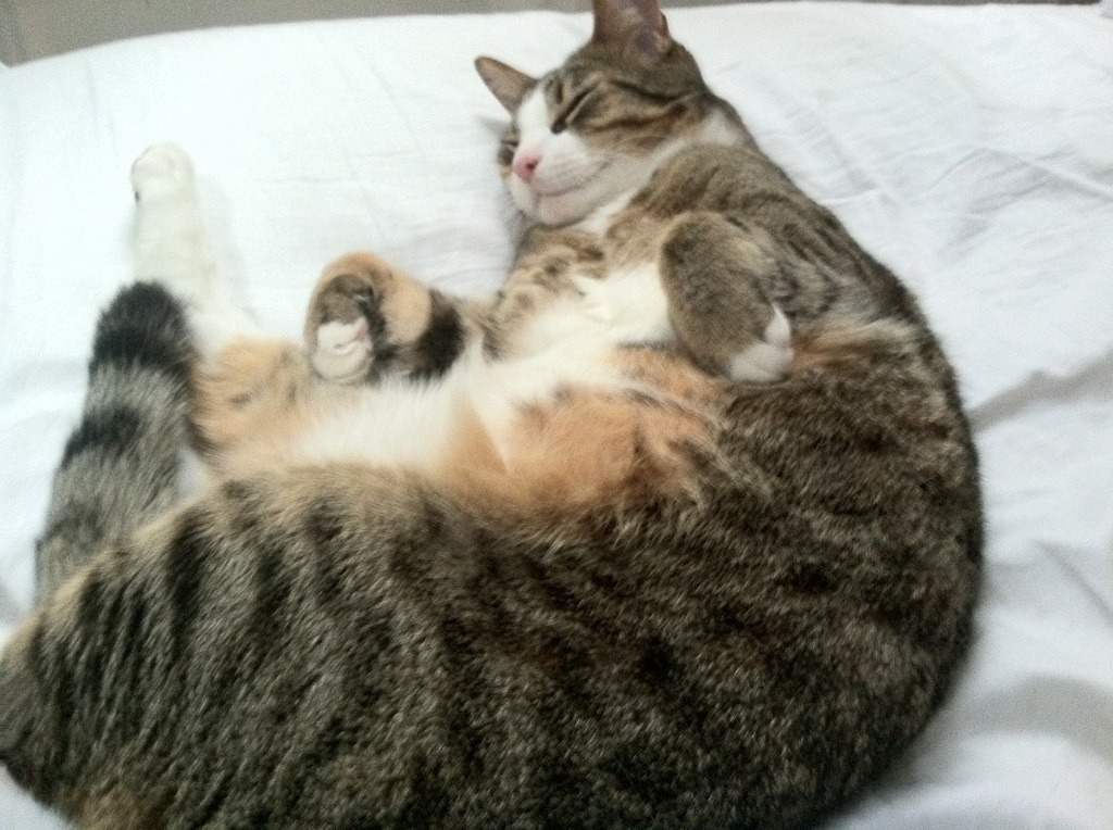 米兰登录入口-赞比亚男篮在非洲预赛中奋战，迈向奥运新高峰，赞比亚小组赛