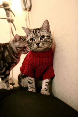 AC米兰-鹈鹕老将与新秀一同练投篮动作标准，鹈鹕 球星